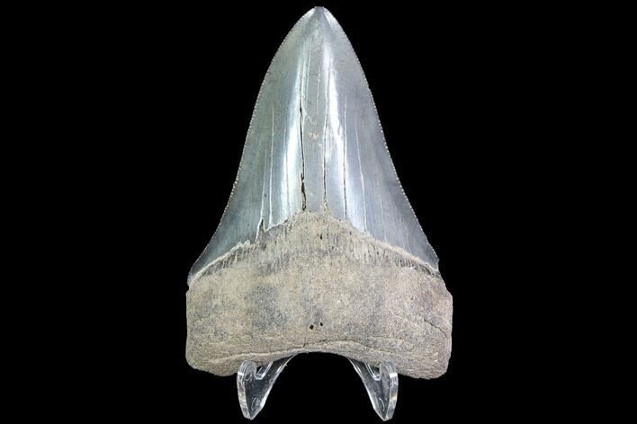 Serrated, Lower Megalodon Tooth - Very Light Tooth #86075